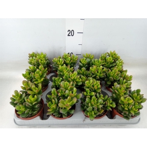 Crassula ovata 'Gandalf'