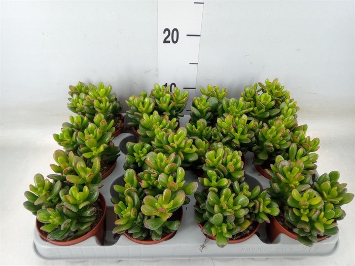 <h4>Crassula ovata 'Gandalf'</h4>