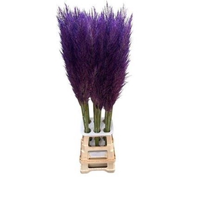 CORTA SE PUMILA MILKA