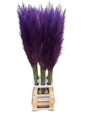 <h4>CORTA SE PUMILA MILKA</h4>