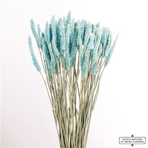 Dried Celosia Frosted Blue Bunch Slv