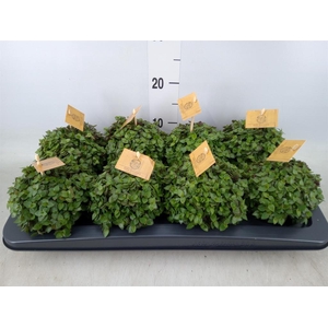 Callisia repens 'Turtle'