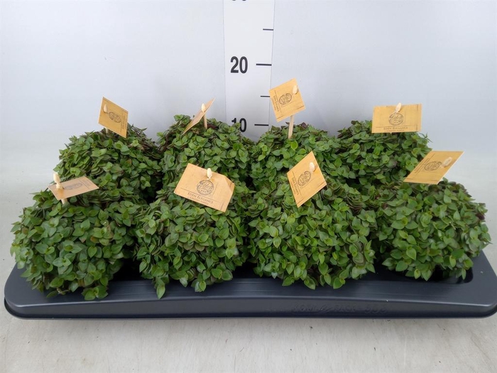 <h4>Callisia repens 'Turtle'</h4>