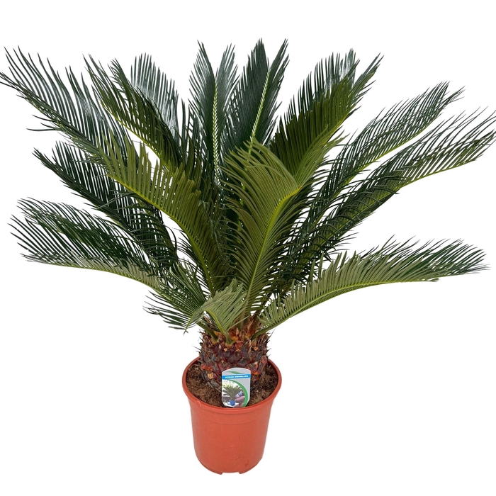 <h4>Cycas revoluta</h4>