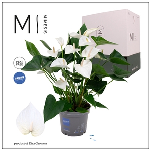 Mimesis Anthurium KARMA White - 17cm