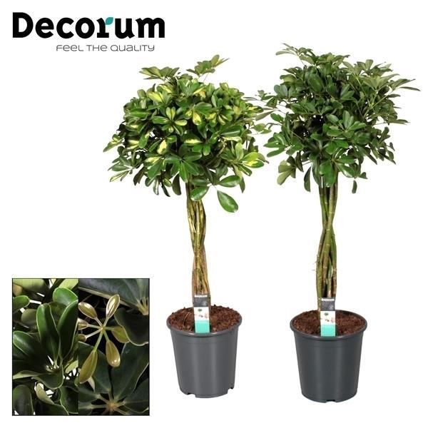 <h4>Schefflera multivlecht mix (Gold Capella & Compacta) (Decorum)</h4>