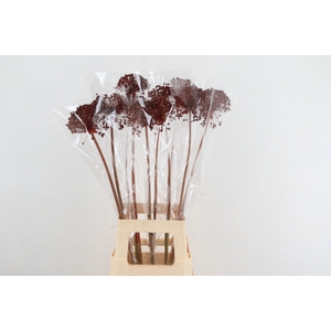 DF Allium Paint Red