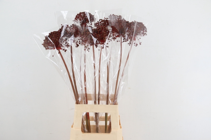 <h4>DF Allium Paint Red</h4>