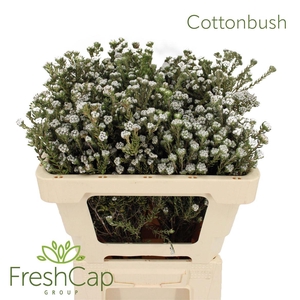 Cottonbush