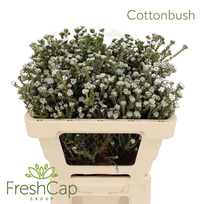 <h4>Cottonbush</h4>
