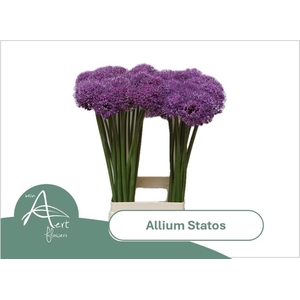 ALLIUM STATOS
