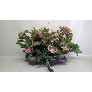 Helleborus  'Ice N Roses Early Red'