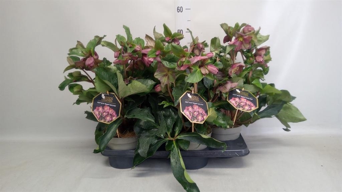 <h4>Helleborus  'Ice N Roses Early Red'</h4>