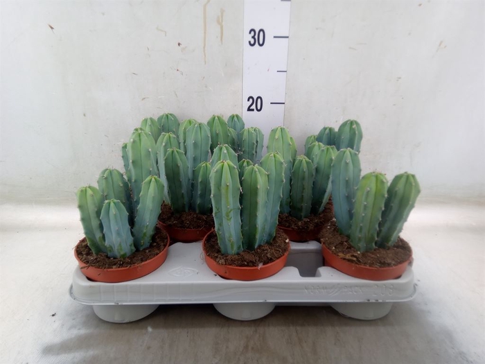 <h4>Cereus   ...</h4>
