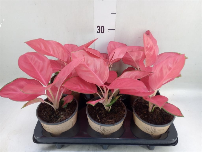 <h4>Aglaonema   ...</h4>