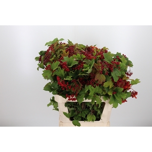 Viburnum Opulus