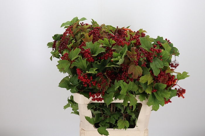 <h4>Viburnum Opulus</h4>