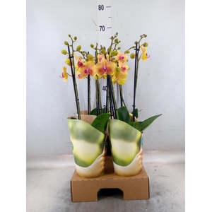 Phalaenopsis   ...orange