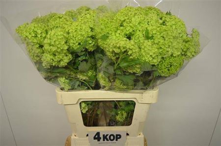 <h4>Viburnum Roseum St 4 Bal</h4>