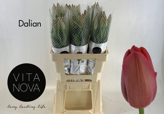 <h4>TU EN DALIAN</h4>