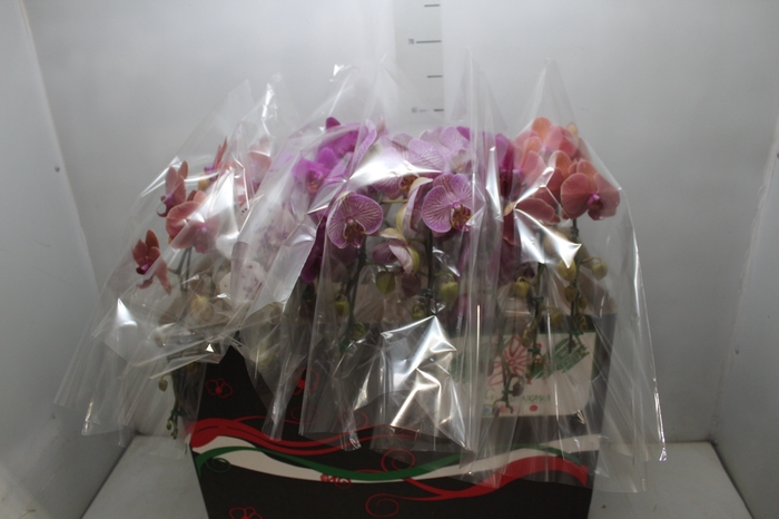 <h4>PHALAENOPSIS CASCATA P15 2 HT</h4>