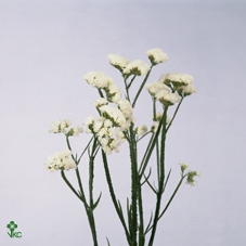 Lim Statice Crystal White