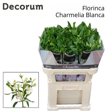 <h4>Alst Fl Charme Blanca</h4>