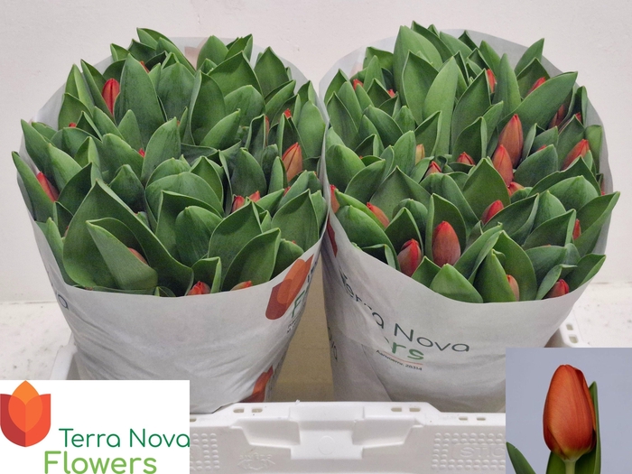 <h4>TU EN ORANGE SHERPA</h4>