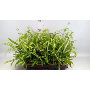 Pteris cretica 'Albolineata'