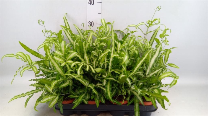 <h4>Pteris cretica 'Albolineata'</h4>