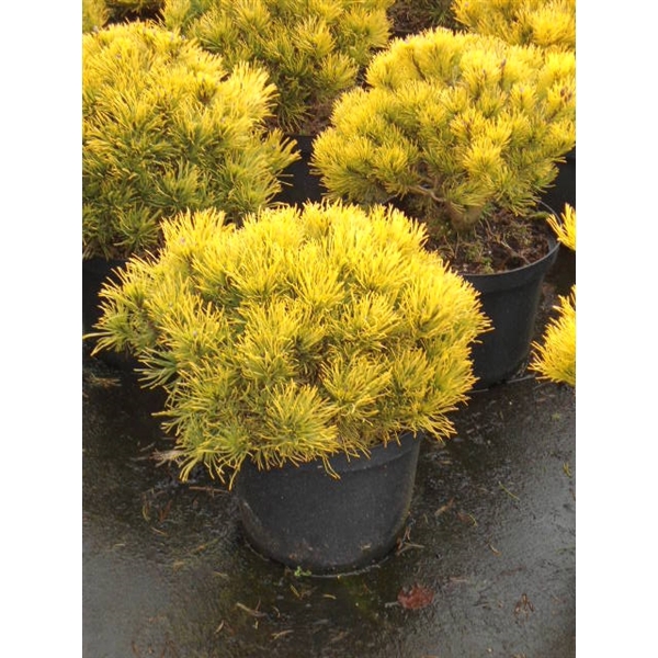 <h4>Pinus mugo Wintergold</h4>