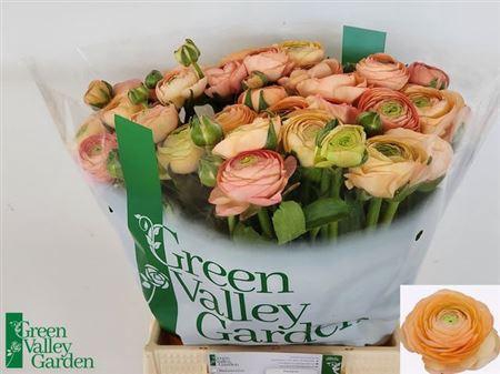 <h4>Ran El Salmon</h4>