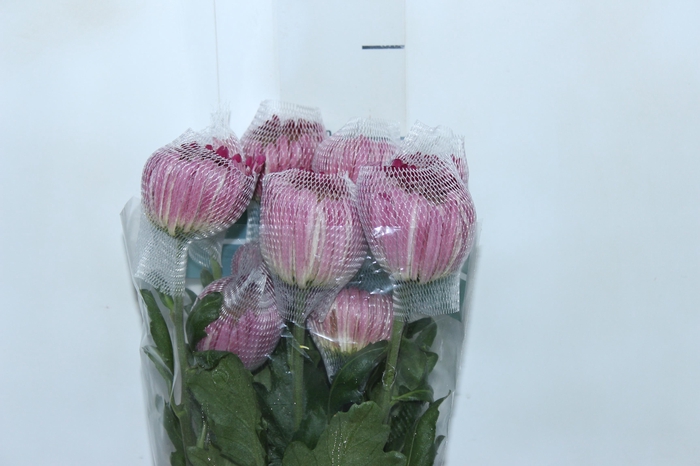 <h4>ANASTASIA COUTURE 080 CM</h4>