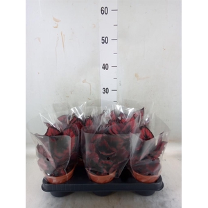 Begonia BD rex   ...mix