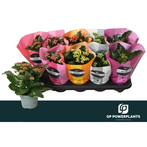 KAL GE PERF GEM 5 KL