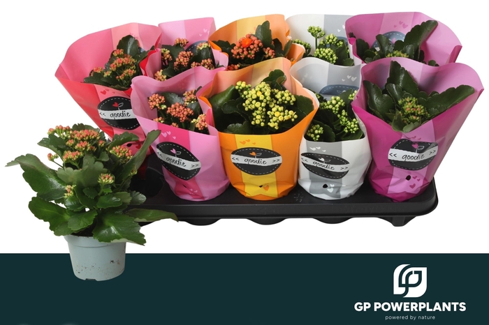 <h4>KAL GE PERF GEM 5 KL</h4>