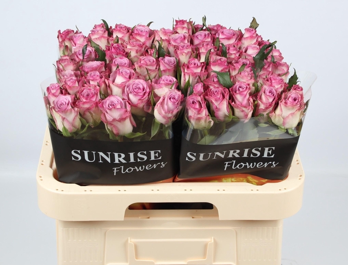 <h4>R GR THRILLER</h4>