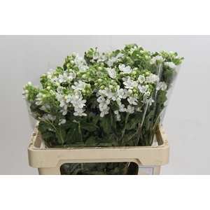 Oxypetalum coeruleum 'Perfect White Harmony'