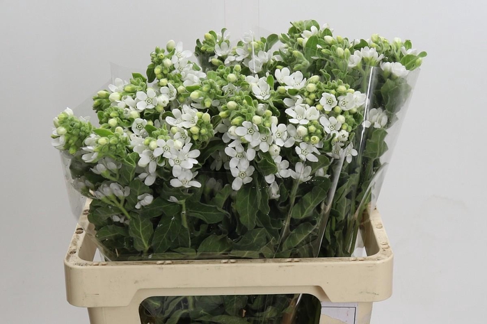 Oxypetalum coeruleum 'Perfect White Harmony'