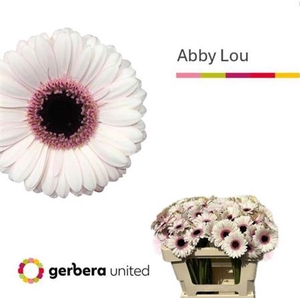 Ge Mi Abby Lou