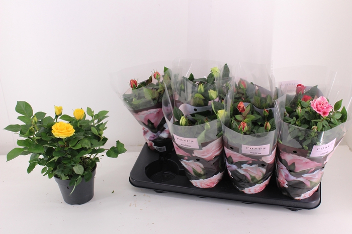 <h4>RO PATHIT GEM 5 SRT</h4>