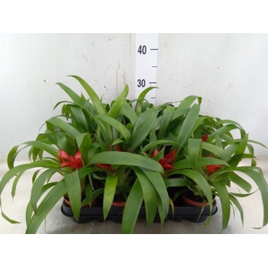 Guzmania  'Blitz'