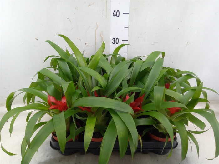 <h4>Guzmania  'Blitz'</h4>