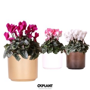 Cyclamen mix in Simplicity pot copper gold white mix