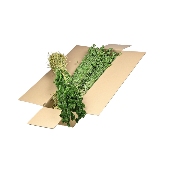 <h4>Phalaris Sb Moss Green</h4>