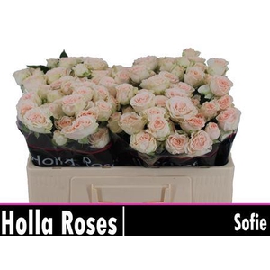 R Tr Sofie