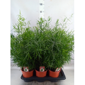 Asparagus falcatus