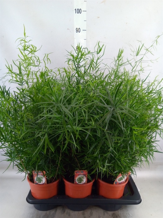 <h4>Asparagus falcatus</h4>