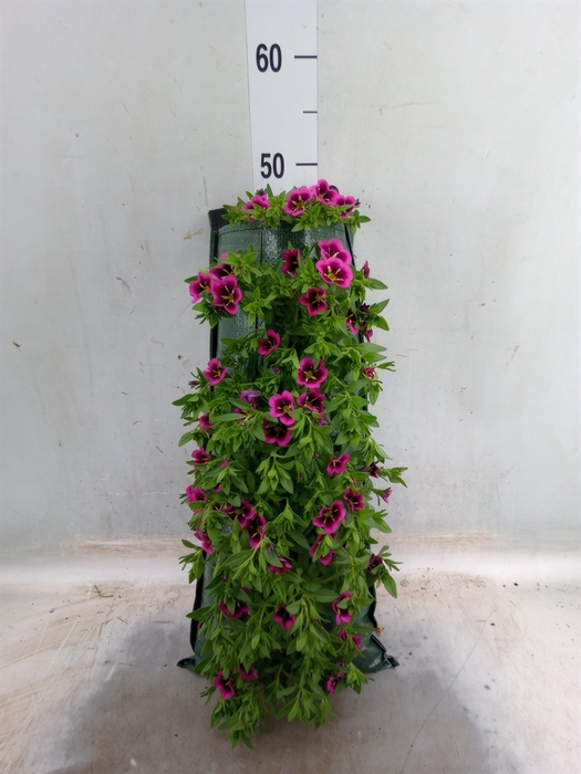 <h4>Calibrachoa   ...</h4>