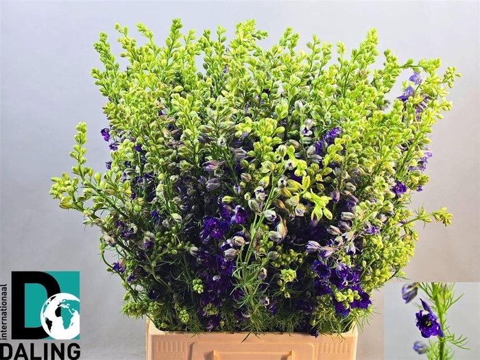 <h4>Cons R Q Dark Blue</h4>